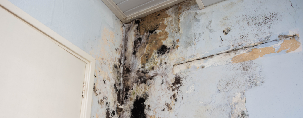 Muffe Patogene in Casa: Cause, Sintomi e Soluzioni