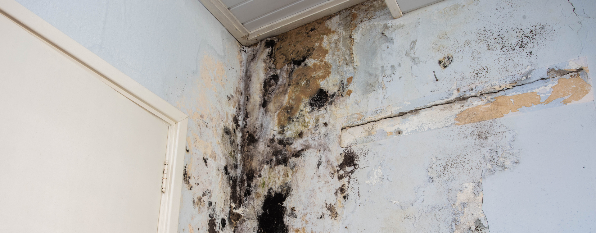 Muffe Patogene in Casa: Cause, Sintomi e Soluzioni