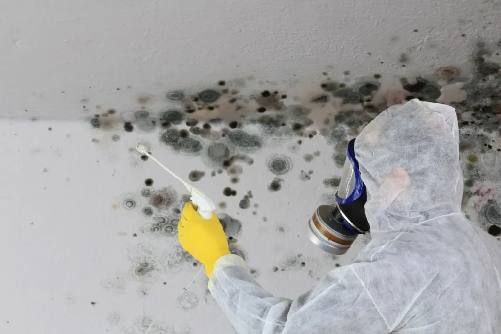 Muffe Allergeniche in Casa: Cause, Sintomi e Come Eliminarle