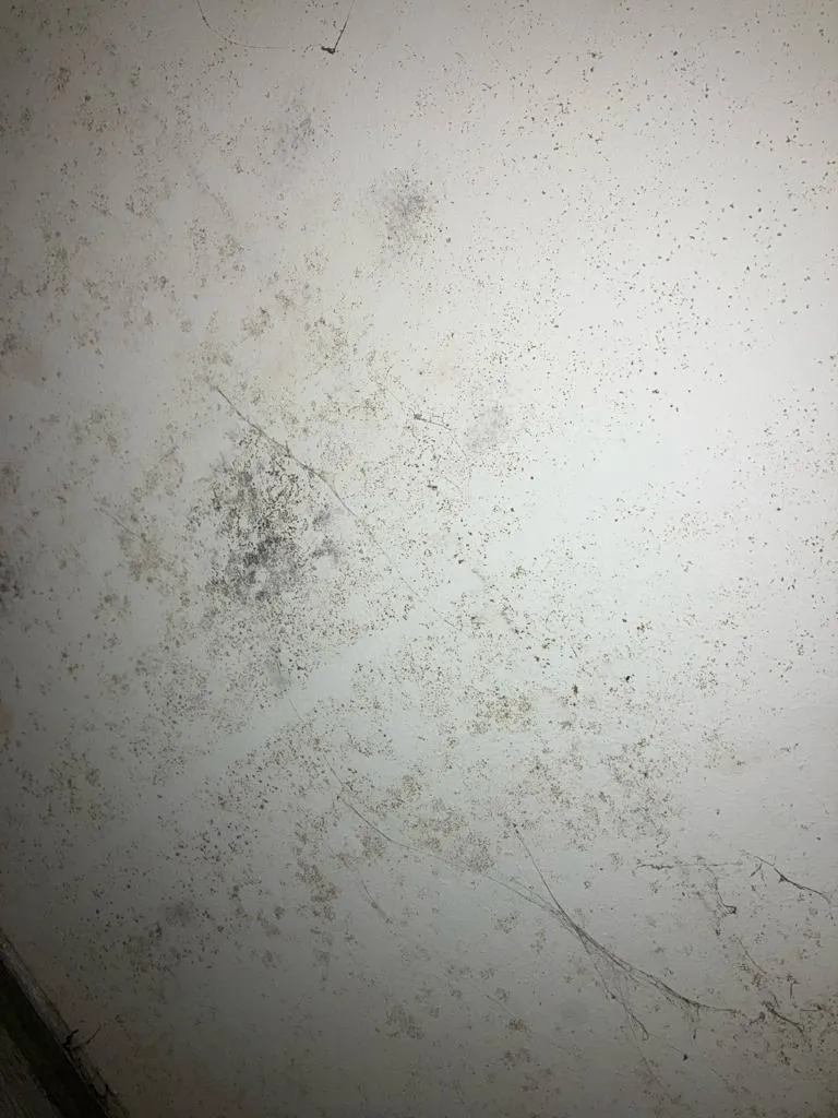 Muffa visibile a "chiazze" sul soffitto