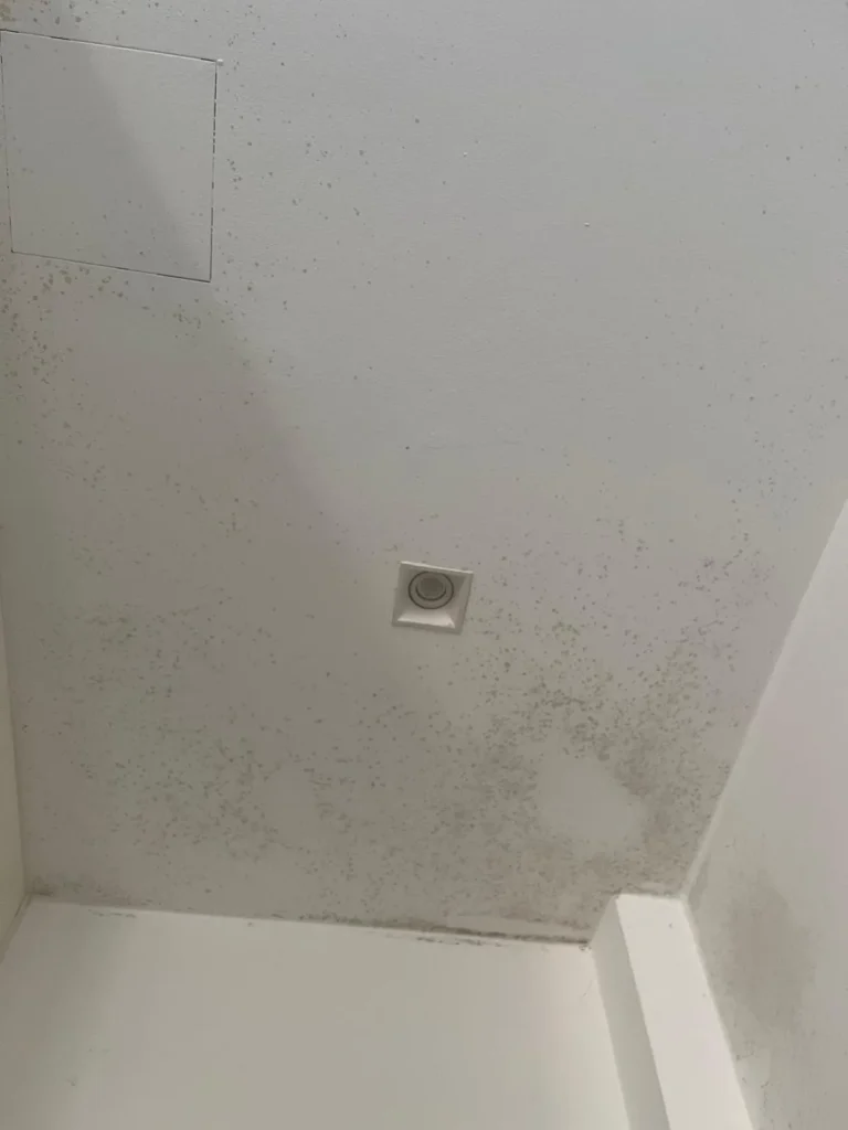 Muffa a chiazze sul soffitto, cause e soluzioni Muffa Specialist