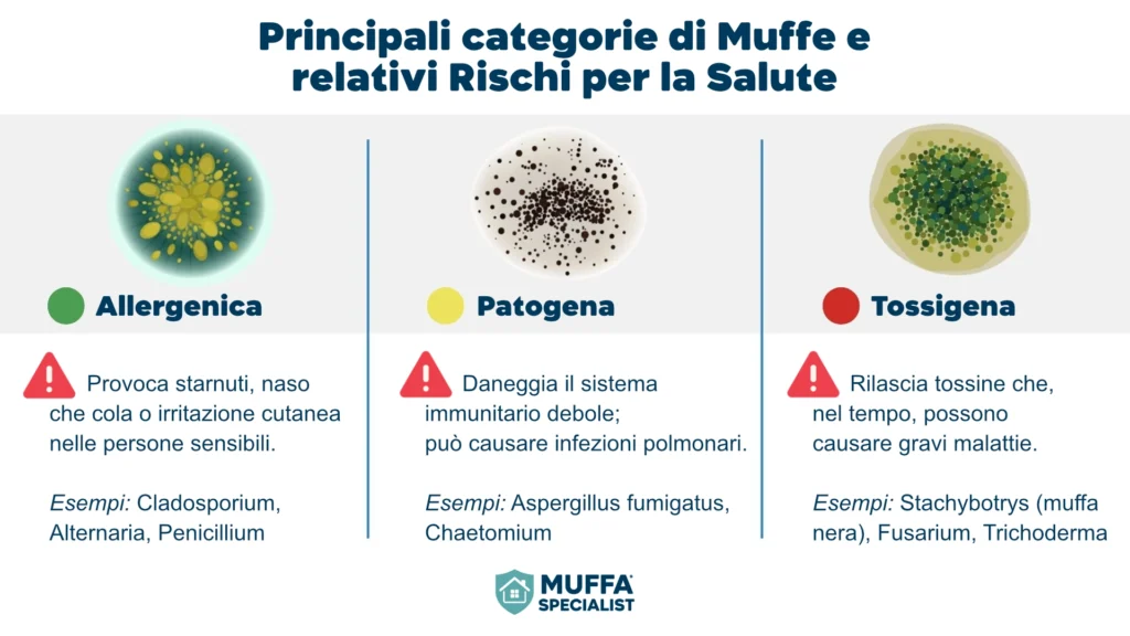 Tipi di muffa in casa e rischi per la salute – spore e micotossine